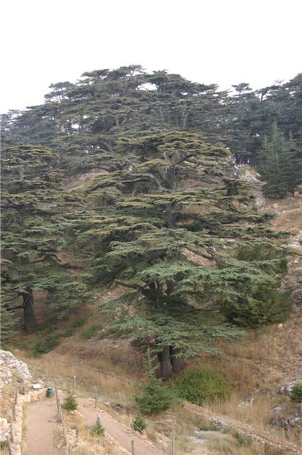 Cedars